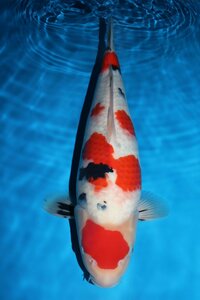 【魚酔#CA-261】阪井養魚場産 大正三色 2022年生 43cm