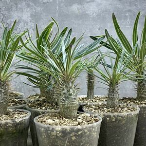 【2022年播種】パキポディウム・グラキリス ”象牙宮”⑩ 10株 (Pachypodium rosulatum var. gracilius) /塊根植物 コーデックス 多肉植物