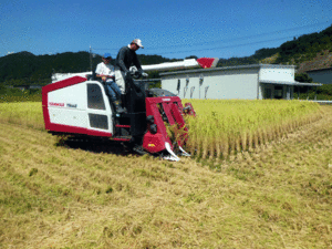 令和５年 新米 兵庫県産 コシヒカリ 中粒米 送料無料　風袋込２５Ｋｇ 玄米