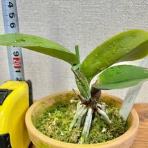 洋蘭原種 C.walkeriana rubra ‘Power’　OG　初出品_画像4