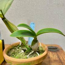 洋蘭原種 C. nobilior v.amaliae f.semi-alba `Otohime No.1' OG 極めて希少個体_画像6