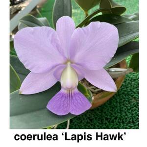 洋蘭原種 C. walkeriana coerulea 'Lapis Hawk' OG　AM/ACWJ　蕾付き　2リードの大株