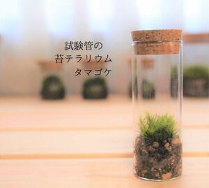 試験管の苔テラリウム　タマゴケ