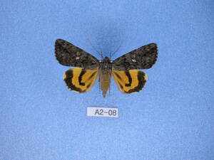 蛾標本 フシキキシタバ 1ペア　A2-08　蛾　標本　昆虫　研究　コレクション
