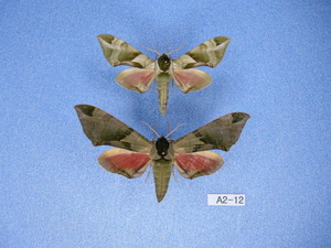 蛾標本 ウンモンスズメ 1ペア　A2-12　蛾　標本　昆虫　研究　コレクション