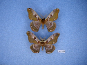 蛾標本 ヒメヤママユ 2♂1♀　A2-25　蛾　標本　昆虫　研究　コレクション