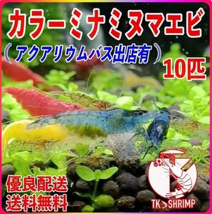 【TKシュリンプ】(宅急便配送 送料無料) カラーミナミヌマエビ 10匹 (検索用 ミナミヌマエビ チェリーシュリンプ アナカリス メダカ 金魚)