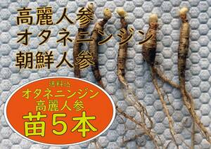 【畑より堀り直ぐの翌日配送】【滋養】 オタネニンジン・信州人参・高麗人参・朝鮮ニンジン 2年生球根苗5本