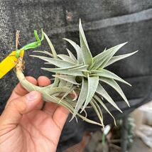 ブロメリア　コレクション　Tillandsia edithae ボリビア_画像4