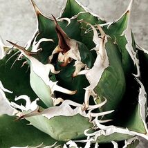 【IR2008】【SS級極上血統！イラン産！アガベ チタノタ タランチュラ 子株 ！】Agave titanota ' Tarantula '_画像3