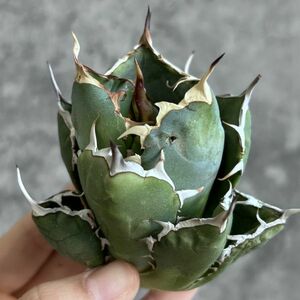 【IR1961】SS級極上株！！【極上高級株！イラン産◆アガベ チタノタ ペルシアン ドワーフ◆】Agave titanota 'Persian Dwarf'