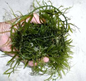 海藻　ヘライワヅタ・80～100cm程度