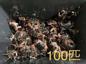 即決送料無料　冷凍イソガニ100匹　釣り餌　石鯛　黒鯛　磯カニ　磯ガニ　イソカニ