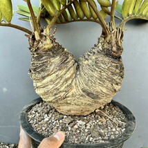 3- 観葉植物 ザミア [メキシコソテツ] 蘇鉄 巨大株美 _画像4