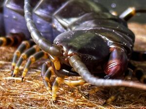 世界最大種！30cmベネズエラブラックジャイアントセンチピード　Scolopendra gigantea ムカデ　オオムカデ　奇虫