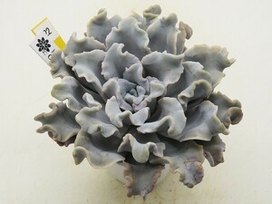 ■[Y222]Crispate Beauty　クリスペートビューティー　ヤマト運輸発送のみ 【多肉植物　Echeveria　エケベリア】