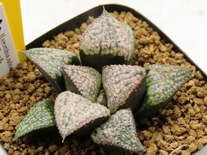 ■[W56]エミール×SP16-285　実生　未繁殖　ヤマト運輸発送のみ 【多肉植物　Haworthia　ハオルチア　ハオルシア】