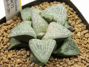 ■[W43]シルビアエ×スーパースター　実生　未繁殖　ヤマト運輸発送のみ 【多肉植物　Haworthia　ハオルチア　ハオルシア】