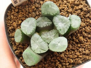 ■[W36]富士の龍華　ヤマト運輸発送のみ 【多肉植物　Haworthia　ハオルチア　ハオルシア】