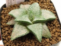 ■[W24]シルバータランチュラ　ヤマト運輸発送のみ 【多肉植物　Haworthia　ハオルチア　ハオルシア】_画像1