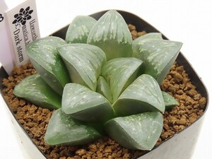 ■[W13]Dark storm　ダークストーム　ヤマト運輸発送のみ 【多肉植物　Haworthia　ハオルチア　ハオルシア】