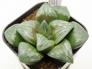 ■[W91]Dark storm　ダークストーム　ヤマト運輸発送のみ 【多肉植物　Haworthia　ハオルチア　ハオルシア】