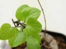 ■[W231]elephantipes var.montana　亀甲竜モンタナ　実生苗　ヤマト運輸発送のみ 【多肉植物　Dioscorea　ディオスコレア】_画像2