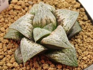 ■[Y73]ブーメランBig×Mary　メアリー　実生　未繁殖　ヤマト運輸発送のみ 【多肉植物　Haworthia　ハオルチア　ハオルシア】