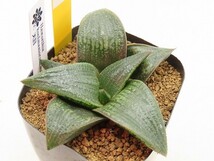 ■[Y8]天目　ヤマト運輸発送のみ 【多肉植物　Haworthia　ハオルチア　ハオルシア】_画像1