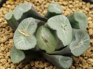 ■[Y112]安寿×宵闇　実生　未繁殖　ヤマト運輸発送のみ 【多肉植物　Haworthia　ハオルチア　ハオルシア】