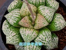 ■[Y96]塚原白雪姫実生　ヤマト運輸発送のみ 【多肉植物　Haworthia　ハオルチア　ハオルシア】_画像5