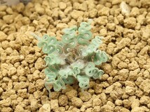 ■[Y135]sp. Kliprand WC クリップランド　ヤマト運輸発送のみ 【多肉植物　Trachyandra　トラキアンドラ】_画像1