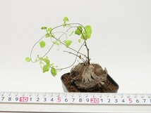 ■[Y190]elephantipes var.montana　亀甲竜モンタナ　実生苗　ヤマト運輸発送のみ 【多肉植物　Dioscorea　ディオスコレア】_画像7