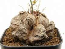 ■[Y190]elephantipes var.montana　亀甲竜モンタナ　実生苗　ヤマト運輸発送のみ 【多肉植物　Dioscorea　ディオスコレア】_画像3