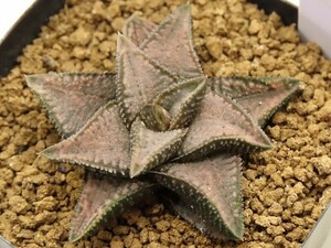 ■[Y019]シルバータランチュラ ヤマト運輸 【多肉植物　Haworthia　ハオルチア　ハオルシア】