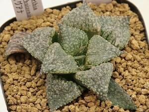 ■[Y011]銀イグアナ ヤマト運輸 【多肉植物　Haworthia　ハオルチア　ハオルシア】