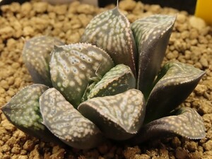 ■[Y079]花朧×特古都姫葵F2　実生　未繁殖　ヤマト運輸 【多肉植物　Haworthia　ハオルチア　ハオルシア】