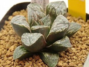 ■[Y073]ペオニー×ブラック&ホワイト　実生　未繁殖　ヤマト運輸 【多肉植物　Haworthia　ハオルチア　ハオルシア】