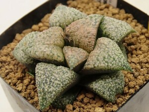 ■[Y070]美P3紫蟾×(レツーサ型P×GM452)　実生　未繁殖　ヤマト運輸 【多肉植物　Haworthia　ハオルチア　ハオルシア】