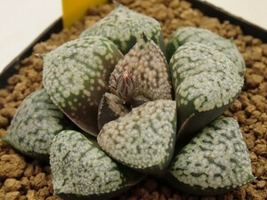 ■[Y067]モナリザ×キング　実生　未繁殖　ヤマト運輸 【多肉植物　Haworthia　ハオルチア　ハオルシア】