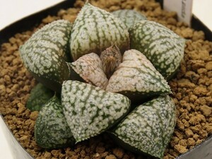 ■[Y062]モナリザ×キング　実生　未繁殖　ヤマト運輸 【多肉植物　Haworthia　ハオルチア　ハオルシア】