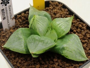 ■[Y089]般若の舞　ヤマト運輸 【多肉植物　Haworthia　ハオルチア　ハオルシア】