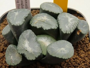 ■[Y087]ビックバン　ヤマト運輸 【多肉植物　Haworthia　ハオルチア　ハオルシア】