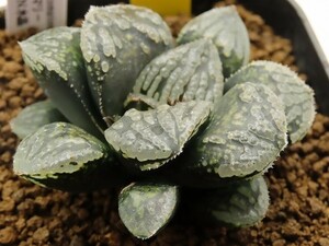 ■[Y115]ガラスのマリー×きらきらN水晶　実生　未繁殖　ヤマト運輸 【多肉植物　Haworthia　ハオルチア　ハオルシア】