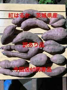 紅はるか　５キロ　令和５年茨城県産　訳あり