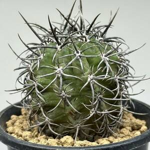 ◆ネオポルテリア　暗黒王　エリオシケ◆サボテン・多肉植物　◆CACTI7◆1686