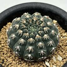 ◆ギムノカリキウム　瑞昌玉◆サボテン・多肉植物　◆CACTI7◆934_画像1