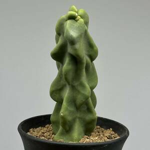 ◆ロホセレウス　福禄寿 モンスト　綴化　柱サボテン◆サボテン・多肉植物　◆CACTI7◆883-1