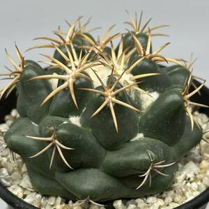 ◆コリファンタ　象牙丸◆サボテン・多肉植物　◆CACTI7◆1382