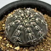 ◆ギムノカリキウム　瑞昌玉◆サボテン・多肉植物　◆CACTI7◆935_画像2